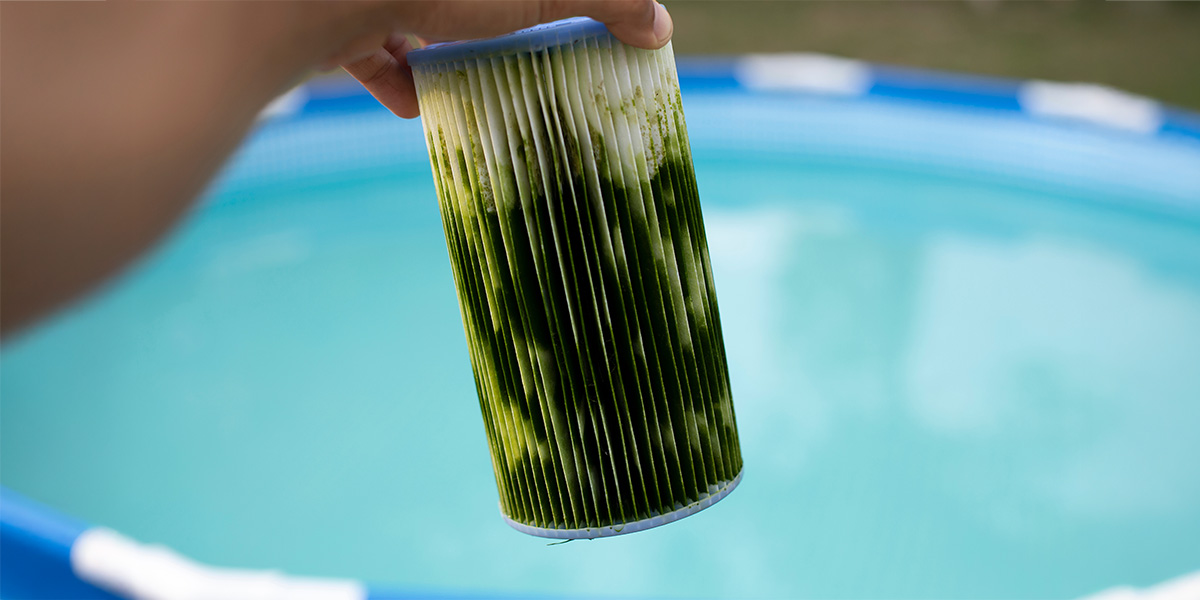 Technician inspects a swimming pool filter packed with green algae